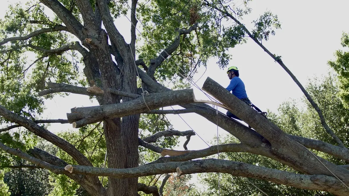 Professional Crown Thinning performed by certified arborists in Paxton