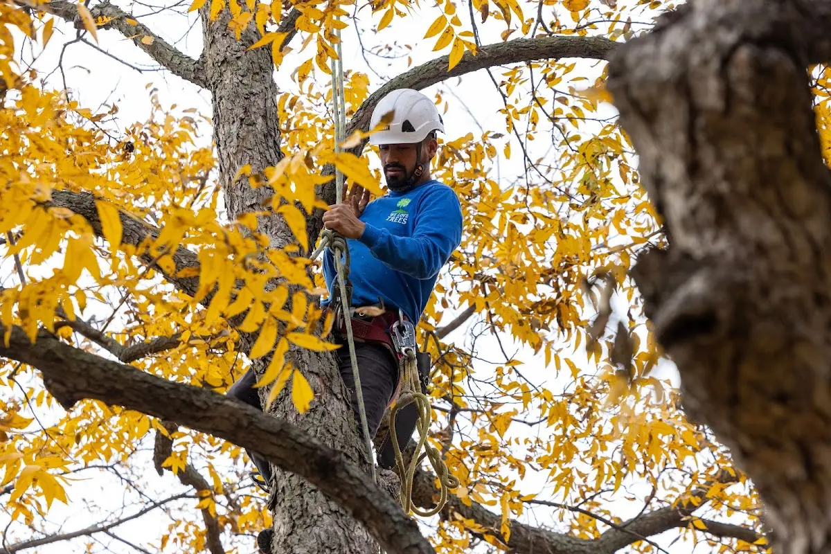 Skilled Storm Damage Cleanup crew working in Paxton