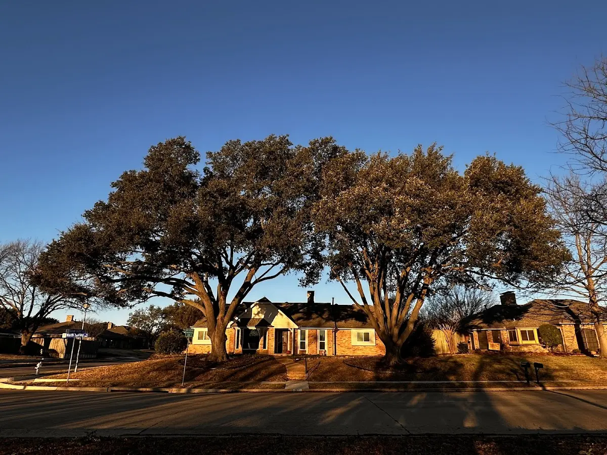 Established residential canopy tree shading a home in Paxton